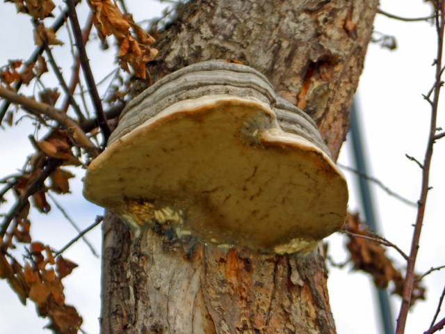 Una torta a strati da Praga (Fomes fomentarius)